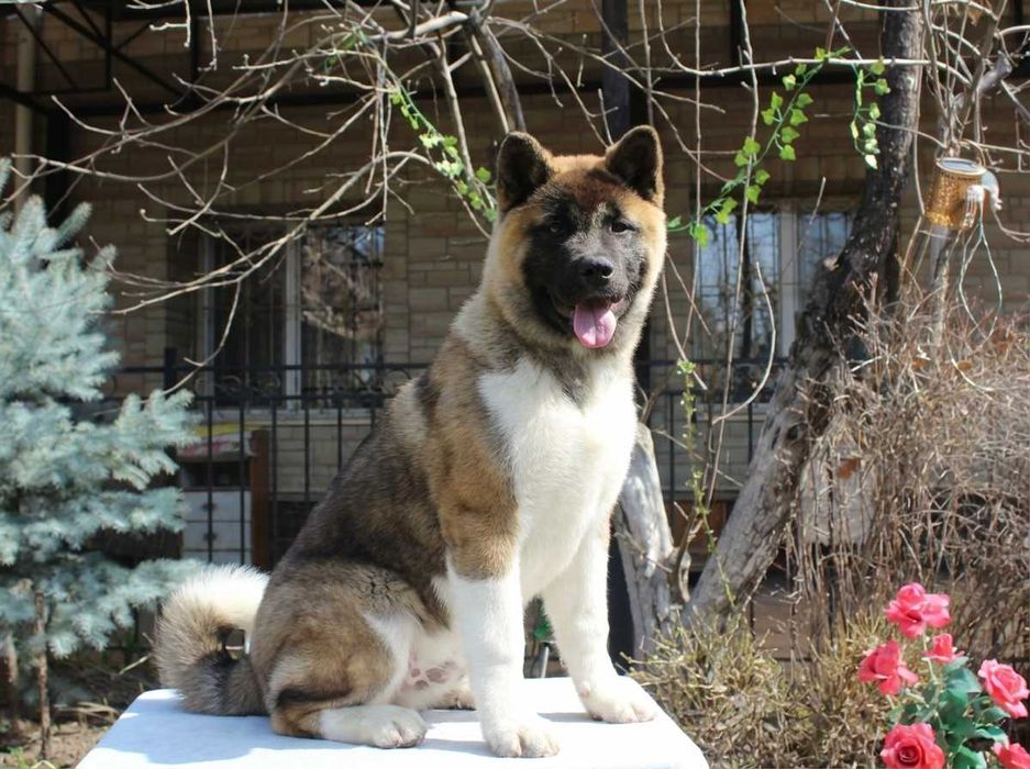 Американская акита девочка