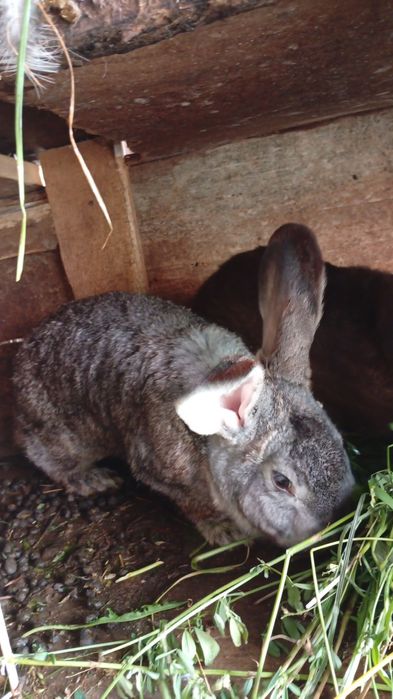 4 iepuri de vânzare