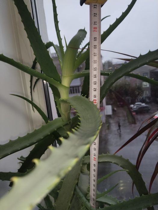 Продам большой алоэ лечебный