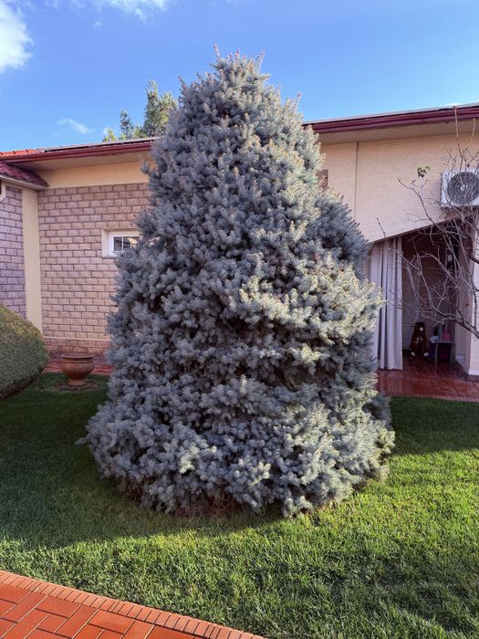 Голубая ель - арча кук 3,5+ метр