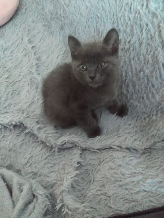 Отдам котят в добрые руки.