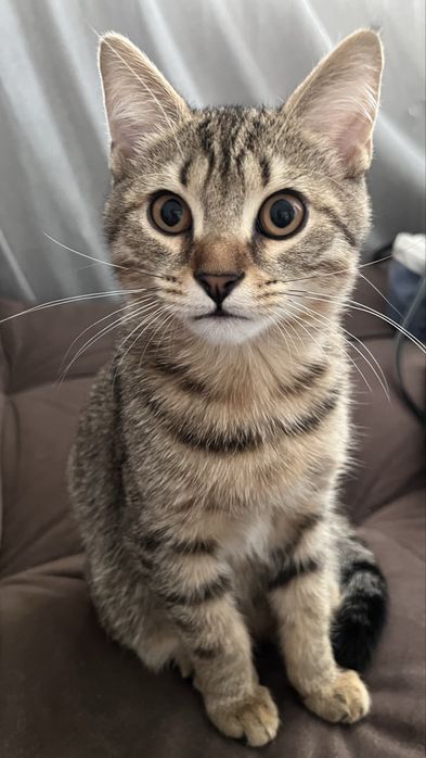 Продам котенок в хорошие руки