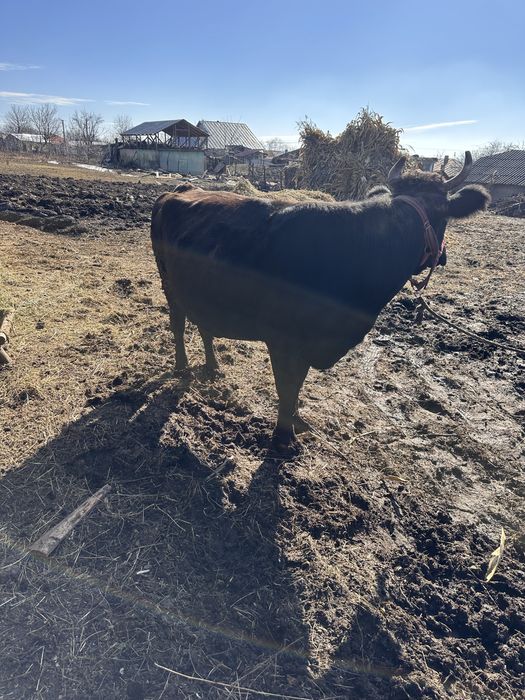 De vanzare detalii la telefon +40 (762) 757 749