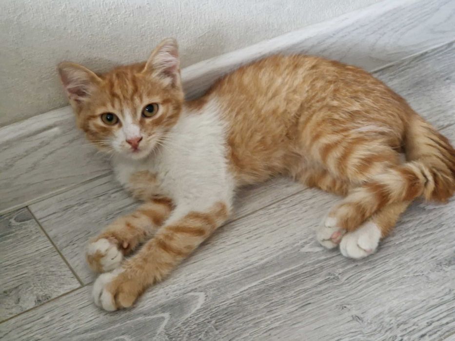 Котята и стерильные кошки