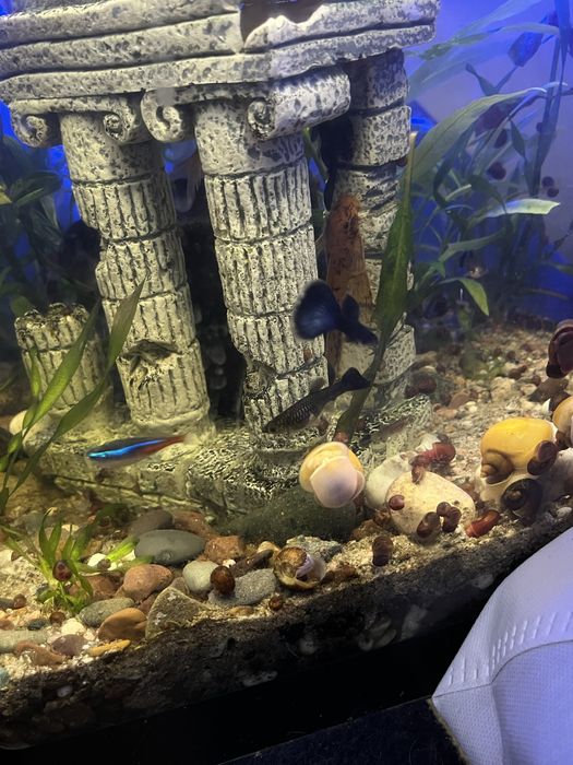 Гуппи московская синяя