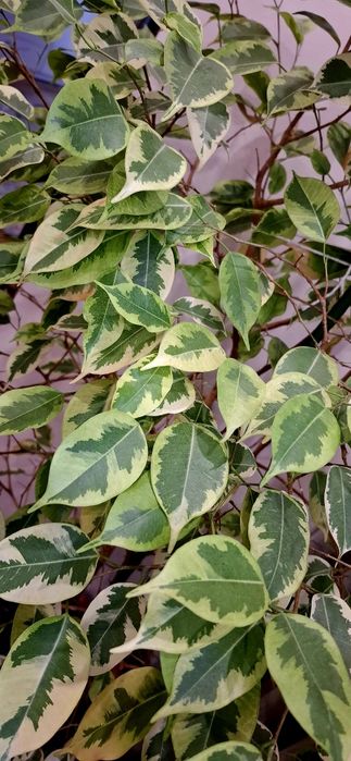 Фикус Бенджамин със саксия