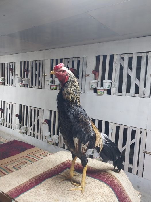 Продам бойцовая птица хороших провереных кровеи