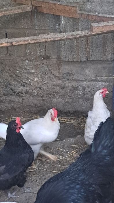 Доминант черный Д-109
[31.03,