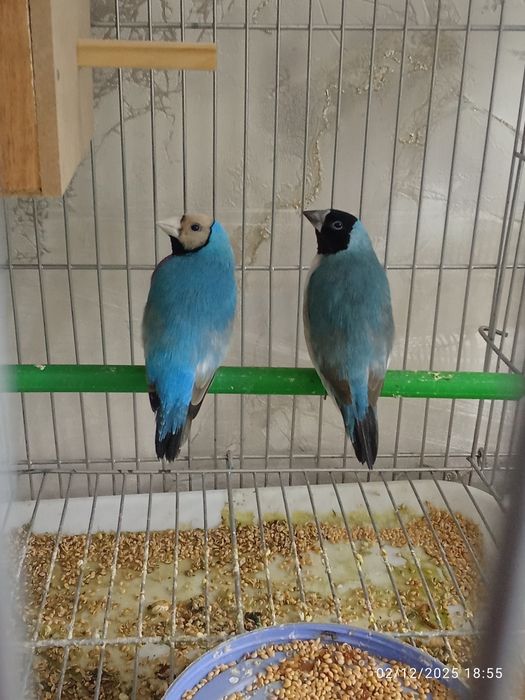 Privaznoy quwla sotladi