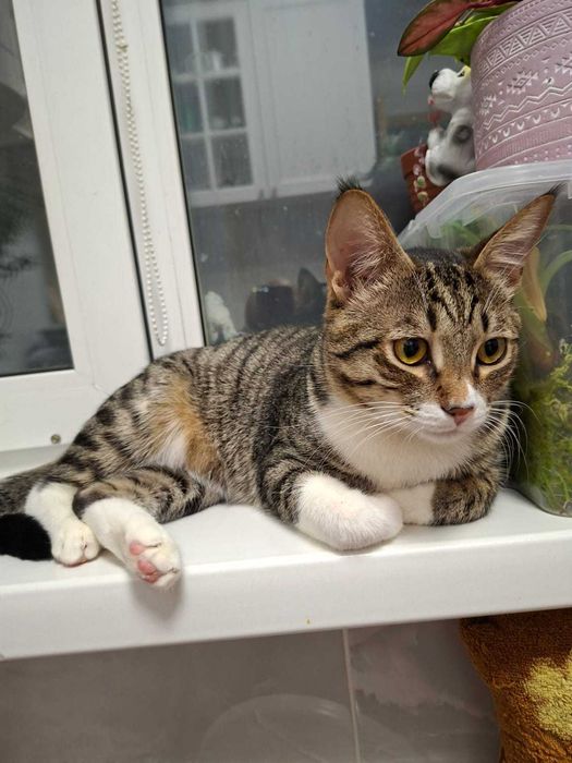 Отдаём котика в добрые руки