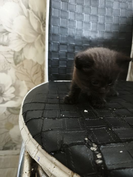 Отдам котят ! Бесплатно