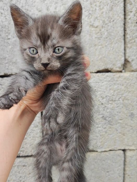котята для радости и любви