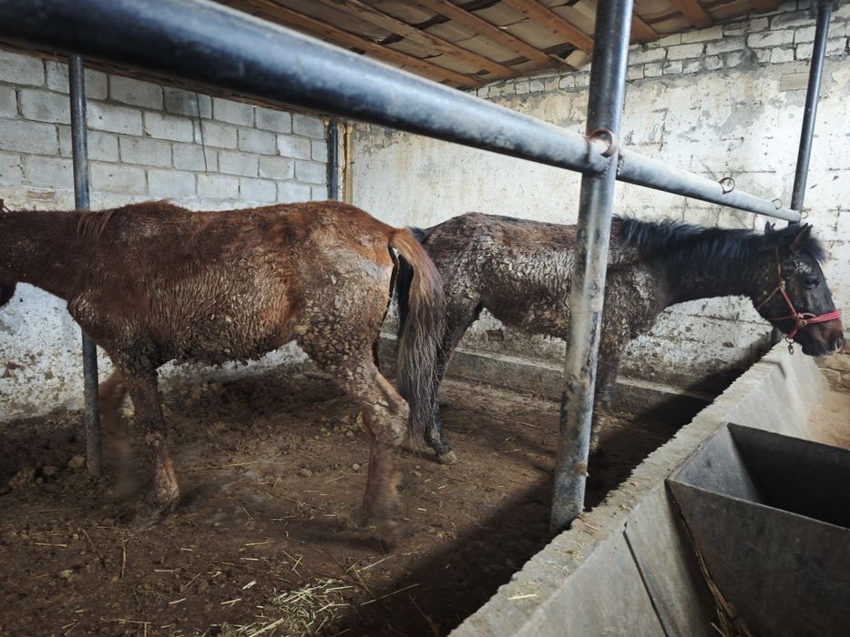 Жылқы.Құнажын байтал