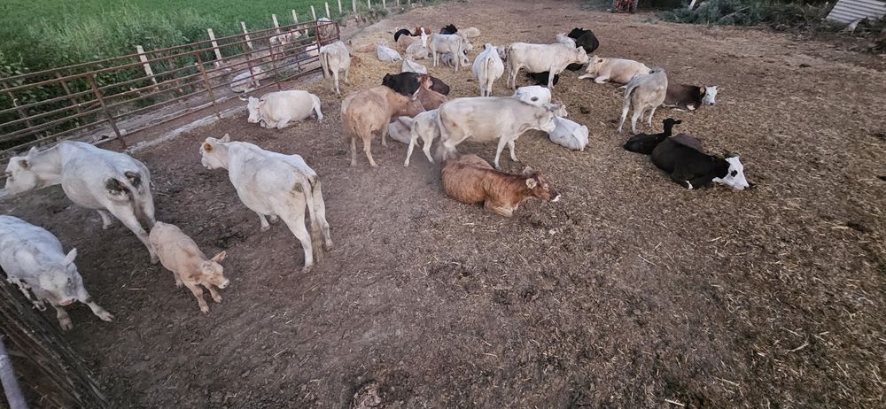 ...КРС.Коровы...