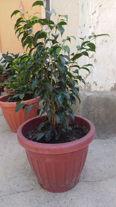 Manzarali gullar