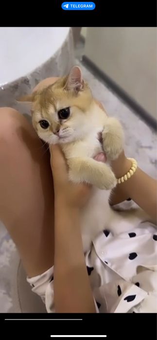 Британская шиншила золотая  паспорт все документы есть