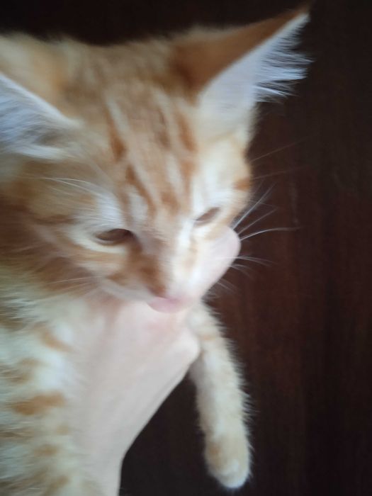 Рыжий котёнок, мальчик, 3 месяца.