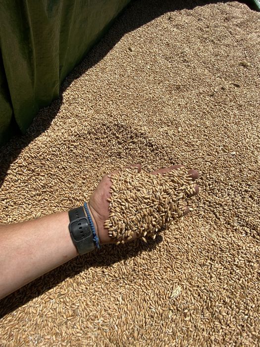 Vand triticale 2026