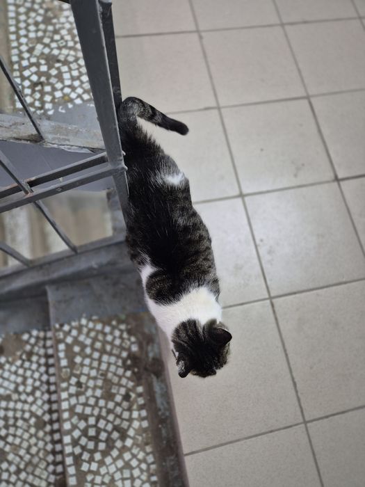 Кошечка ищет дом!