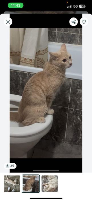 Кошка мысық тегін бесплатно