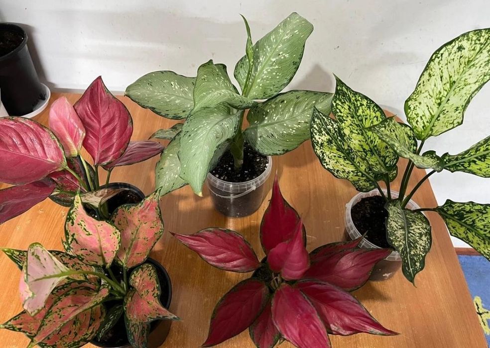 Комнатные растения