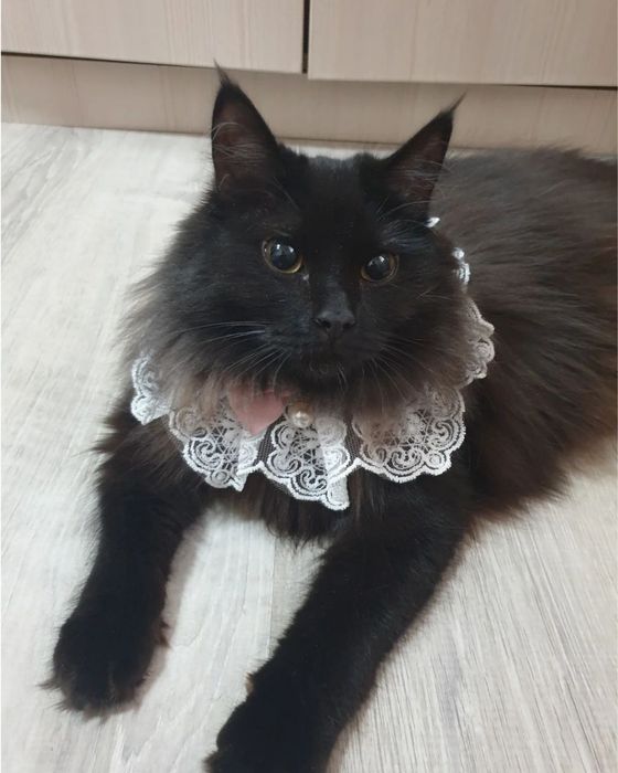 Отдается бесплатно в лучший дом кошка!