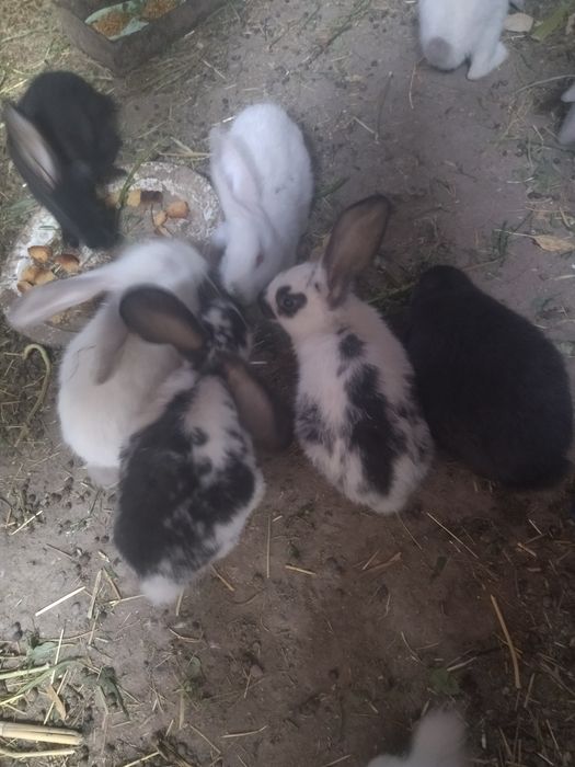 Крольчата фландер