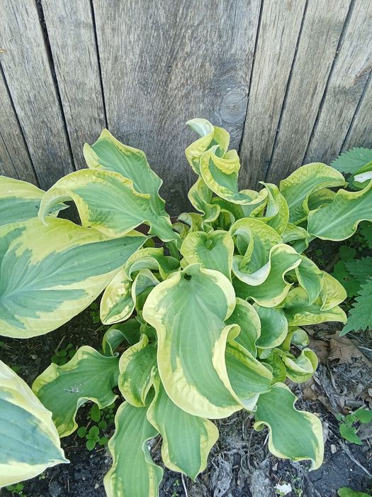 Продам хосты,от 1000 тг