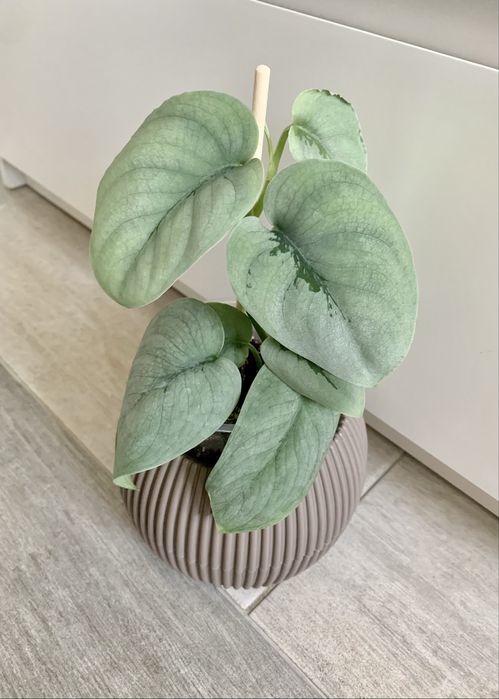 Сциндапсус платинум! Эпипремнум ! Комнатные цветы!