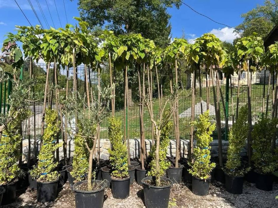 Magnolia palmier tuia catalpa mesteacan amenajari gradini