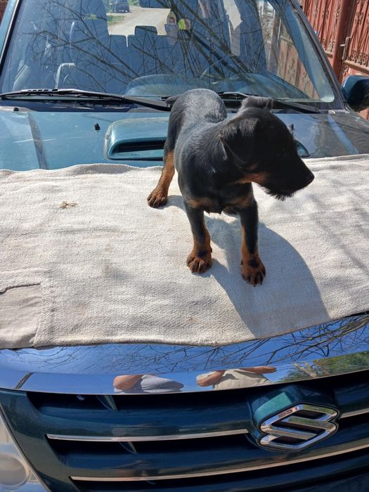 Felema Jagd terrier catel- caini in varsta de 2 luni