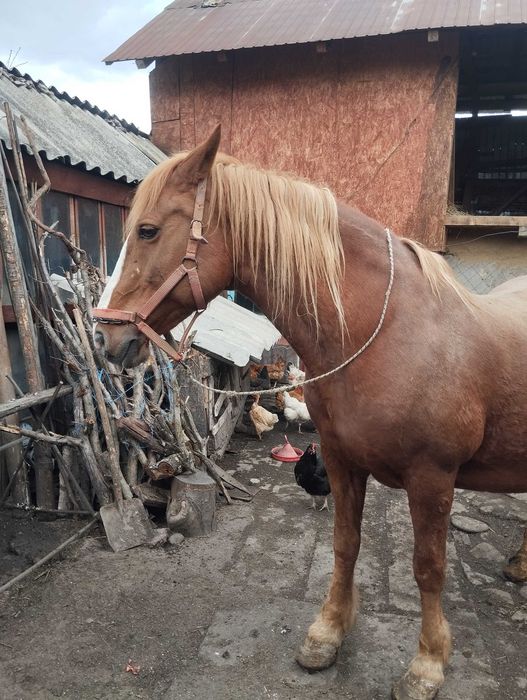 Cal iapa de vânzare semigreu