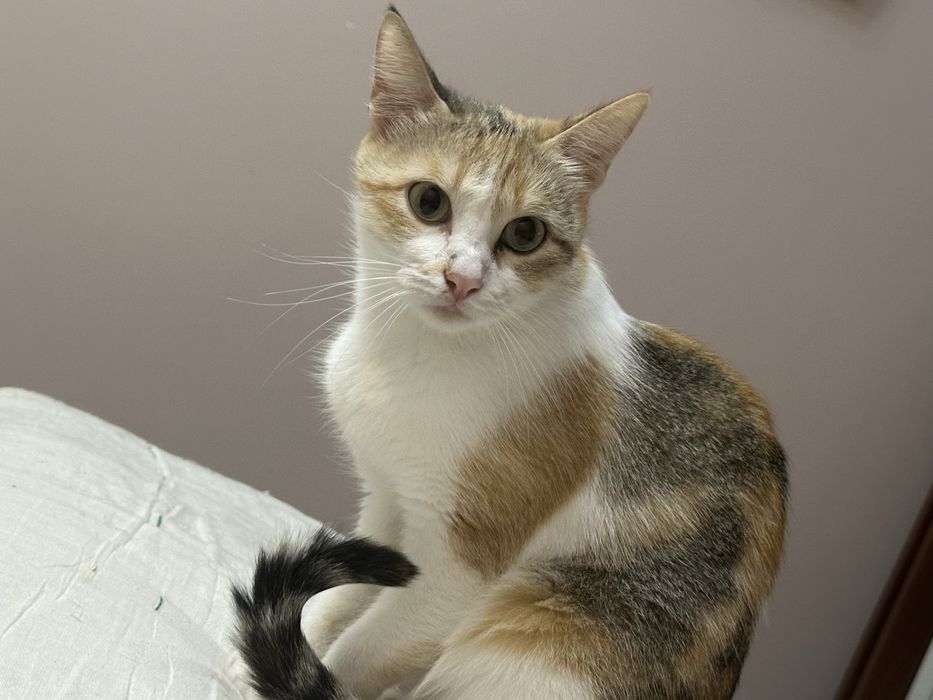 Кошка Бусинка ищет добрый дом