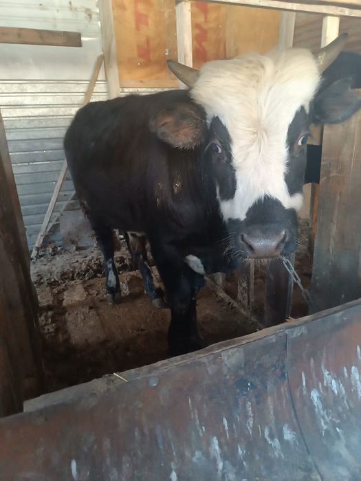 Бычки по  600000 тенге