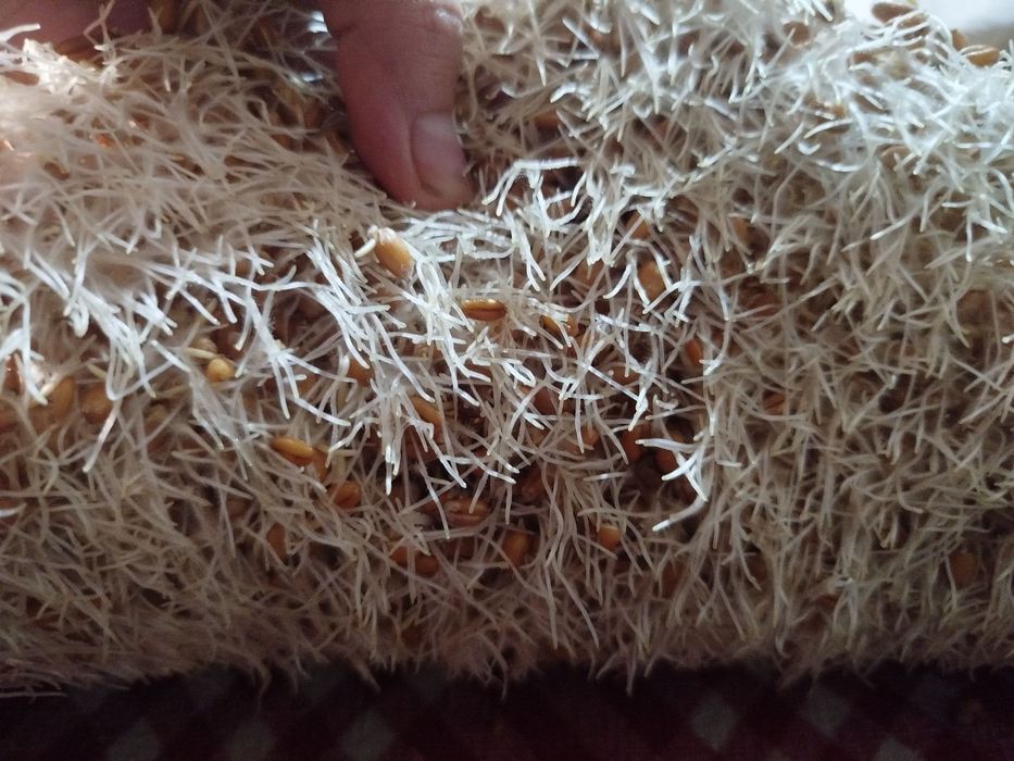 Bugdoy sotiladi srochno