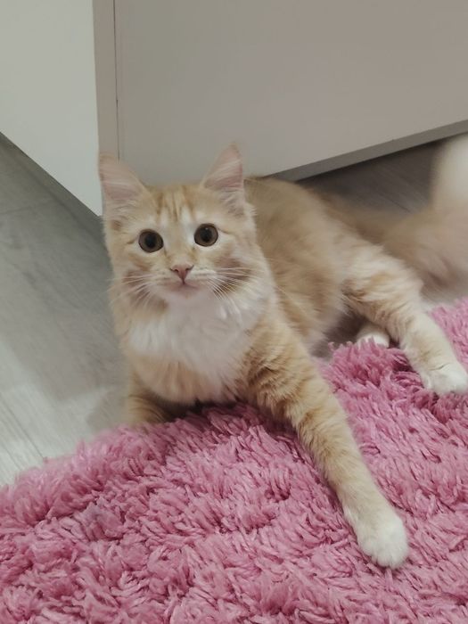 Отдам даром игривую кошку