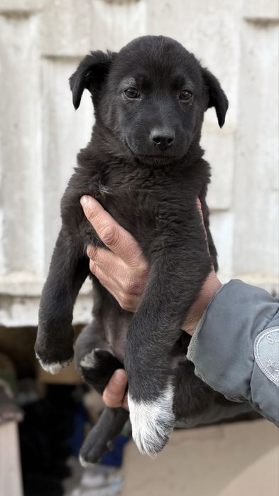 Щенки в добрые ручки