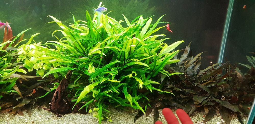 Растения за аквариум 6 вида