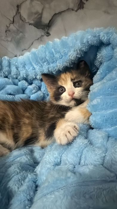 отдам даром кошку