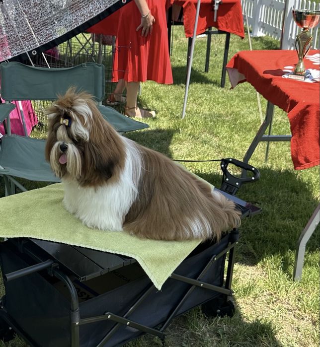 Shih Tzu Mini Toy Rasa Pura cu Pedigree