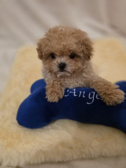 Maltipoo mini toy