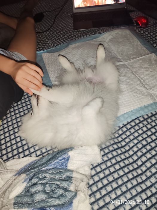 Японский шпиц продам