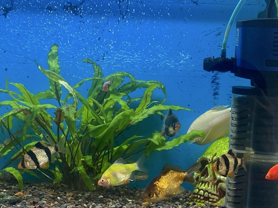 Продается аквариум с рыбками