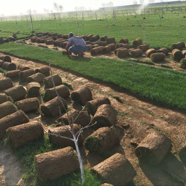 Газон, Дания оптом.³ от 40000, 45000 сўм