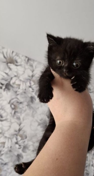 Котенок скотиш - страйт