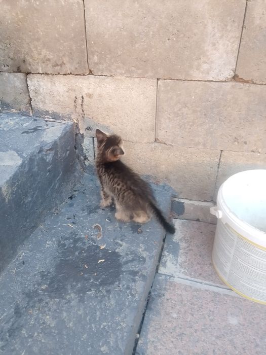 Котята в хорошие руки