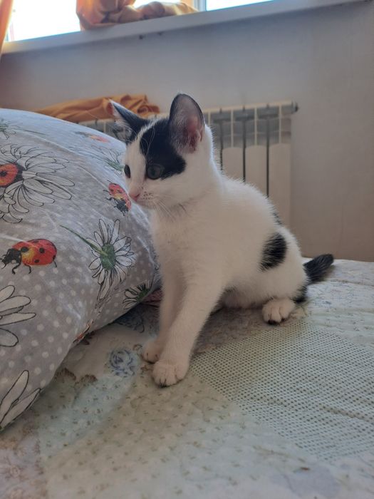 Отдадим котят в хорошие руки