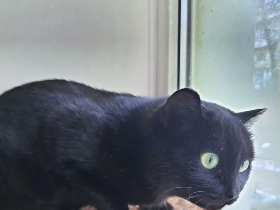 Стериллизованная привитая девочка