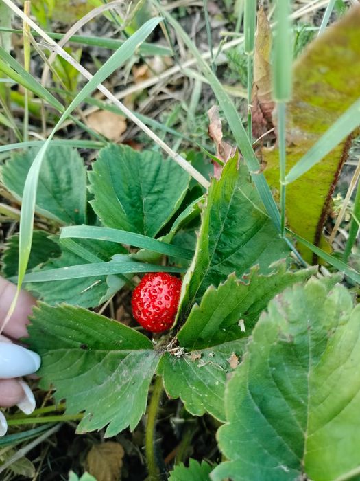 Продам дачу в районе автоцона
