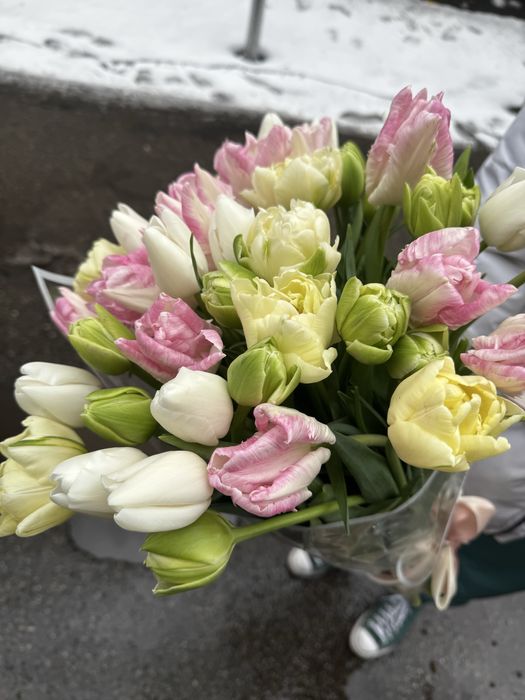 Тюльпаны оптом из теплицы